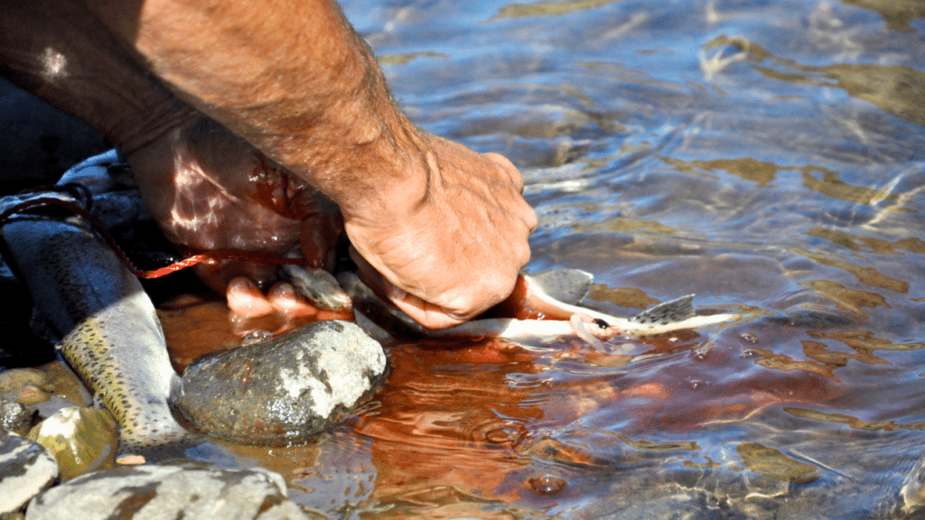 How To Clean A Fish